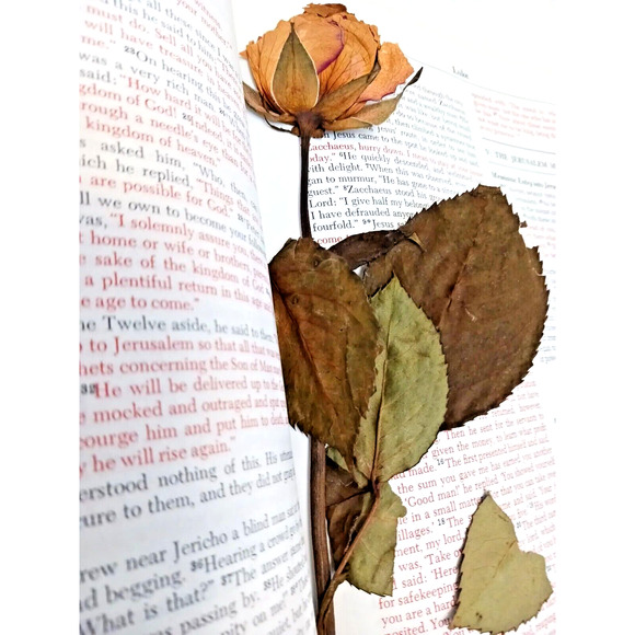 Heirloom Bible with PRESSED ROSE INSIDE! DRIED LONG STEM 1980s VNTG - Picture 3 of 16